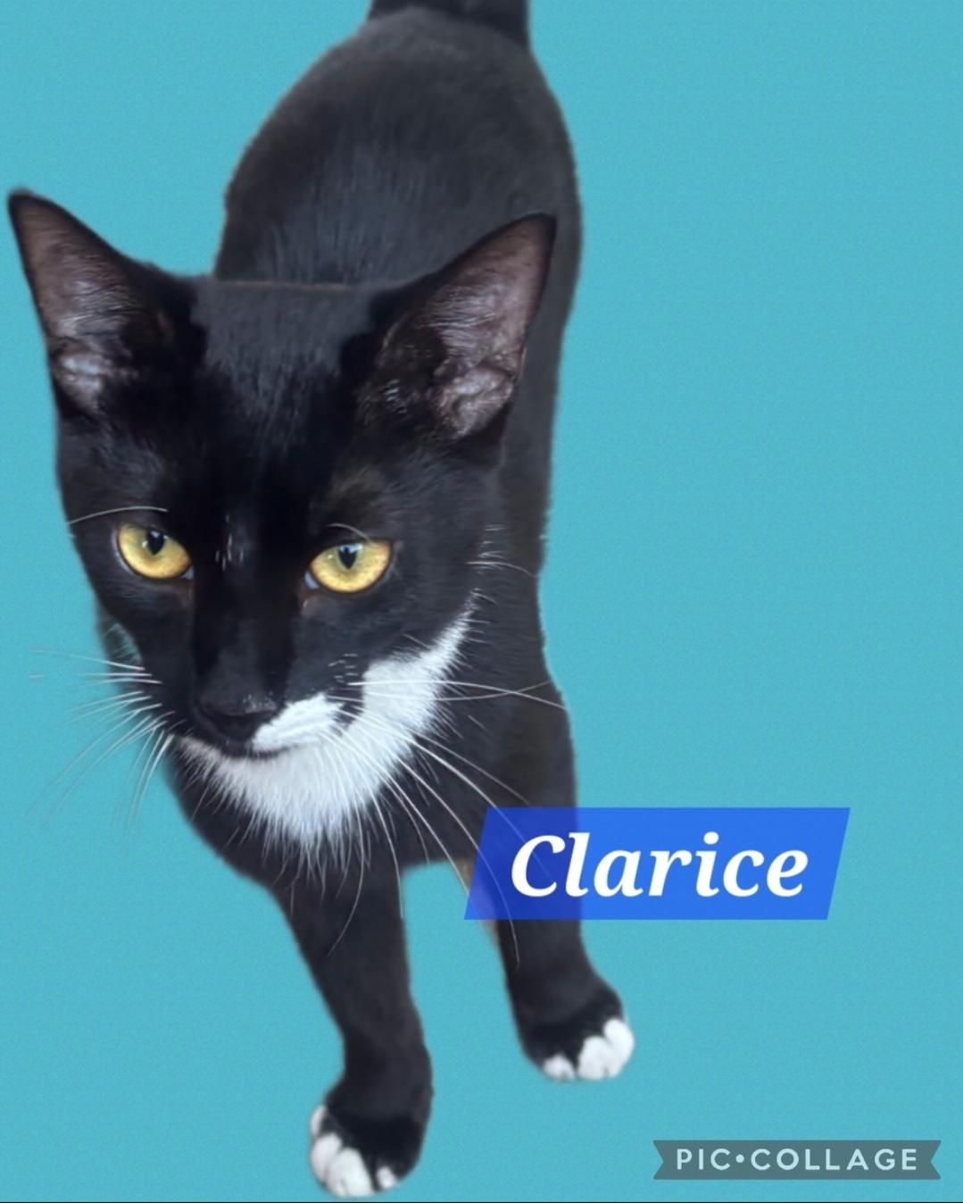 Clarice, a ADOPTABLE mixed breed in Berlin, CT image 1/2