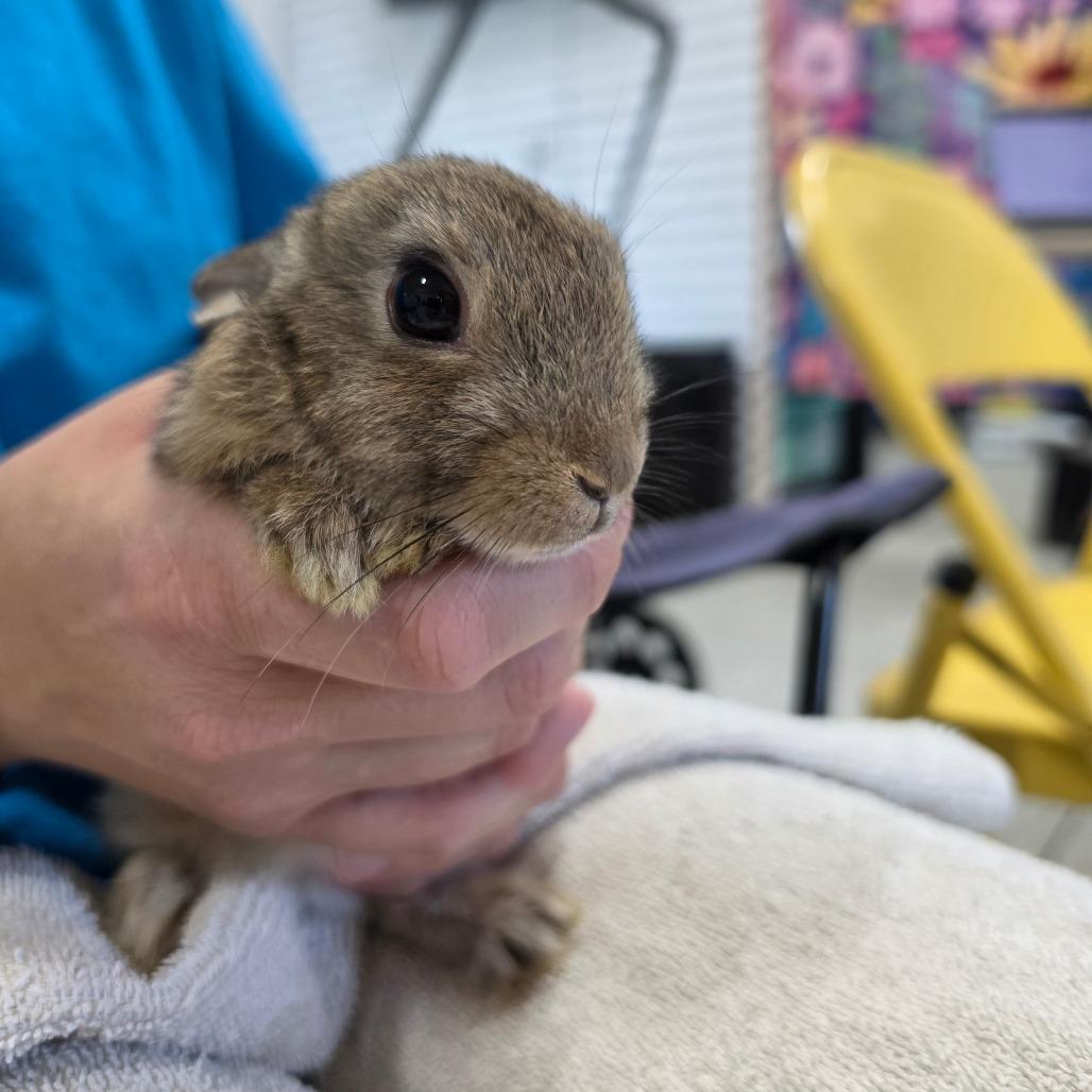 Enlarge Disney (Bonded to Bristles), a Adoptable Bunny Rabbit in Hilliard , FL image 1/1