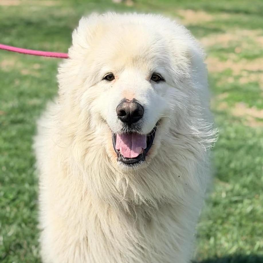 Enlarge Ghost, a Adoptable Great Pyrenees in Cincinnati, OH image 1/6