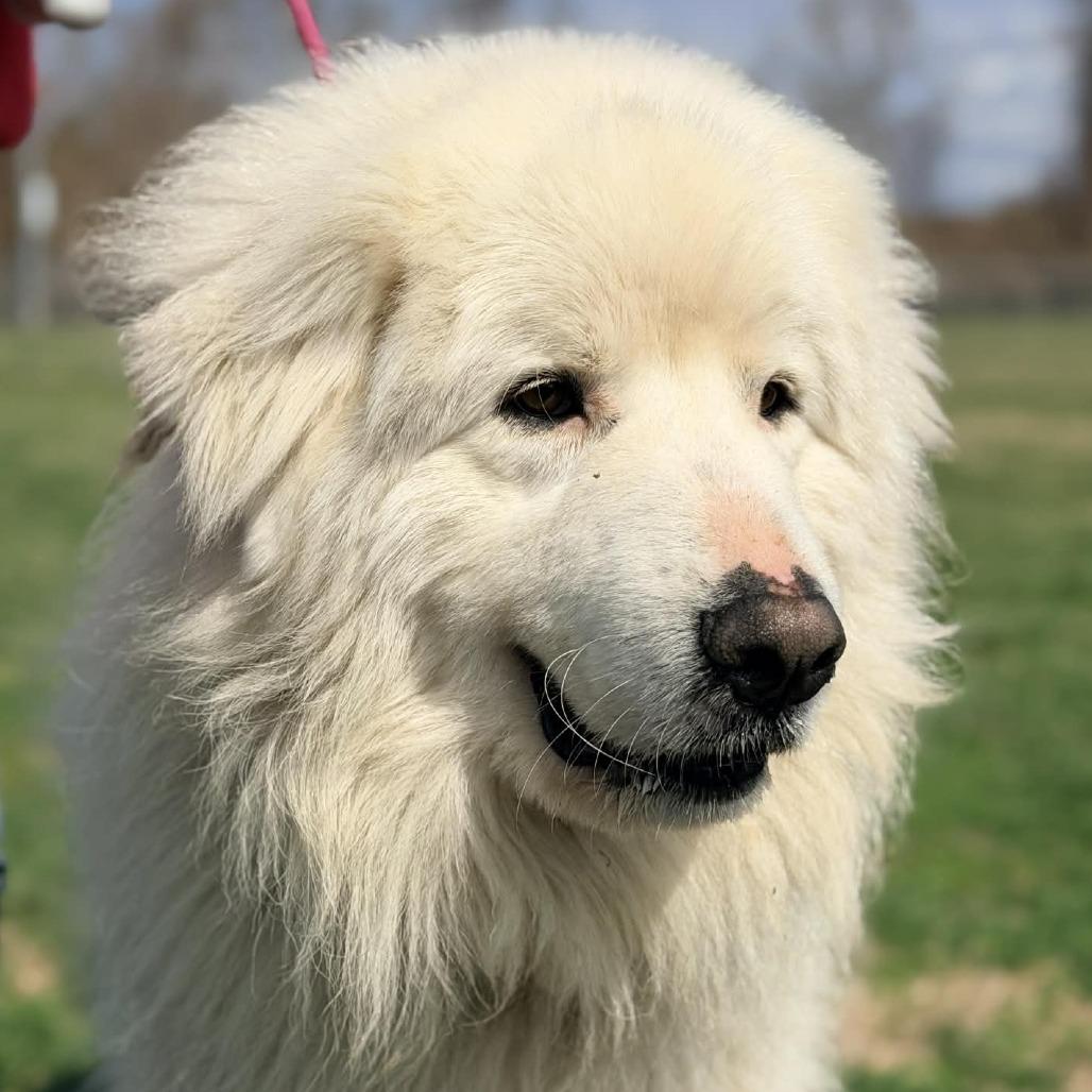 Enlarge Ghost, a Adoptable Great Pyrenees in Cincinnati, OH image 2/6