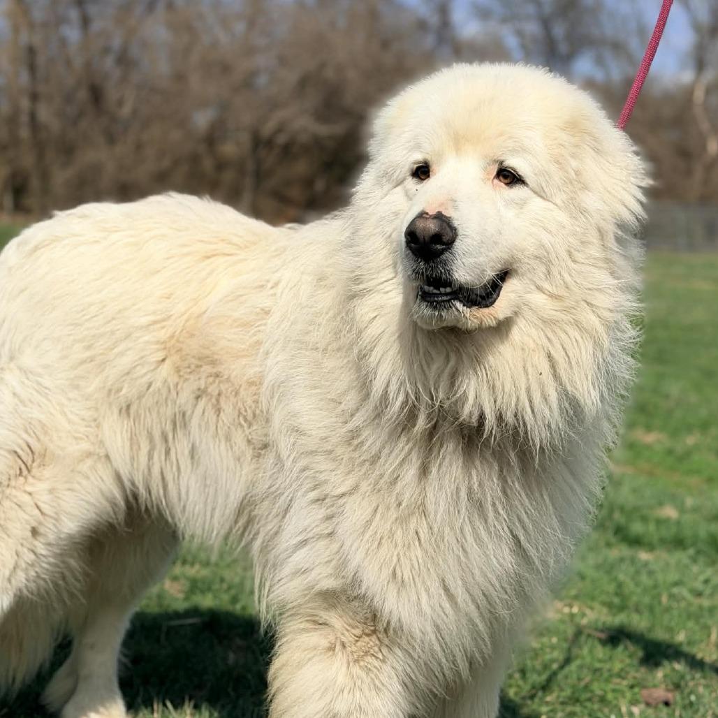 Enlarge Ghost, a Adoptable Great Pyrenees in Cincinnati, OH image 3/6