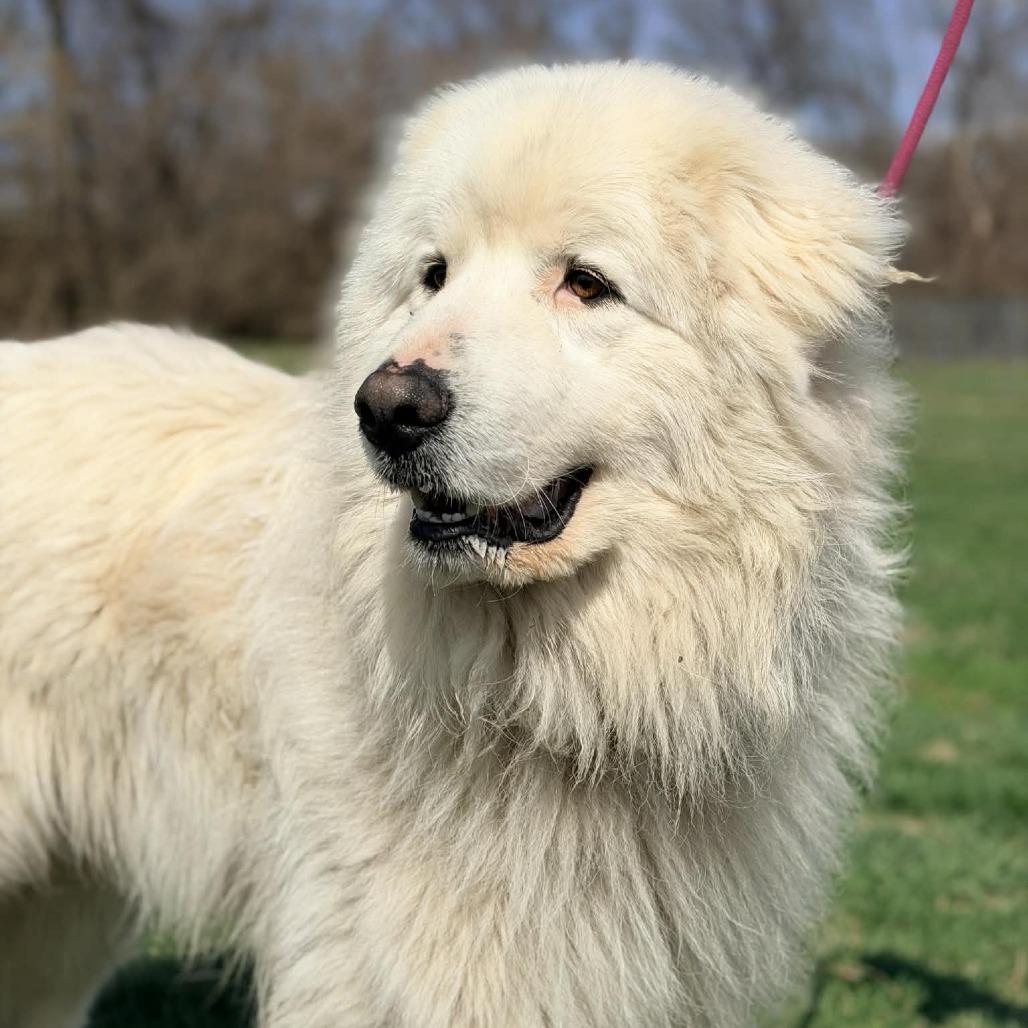 Enlarge Ghost, a Adoptable Great Pyrenees in Cincinnati, OH image 4/6