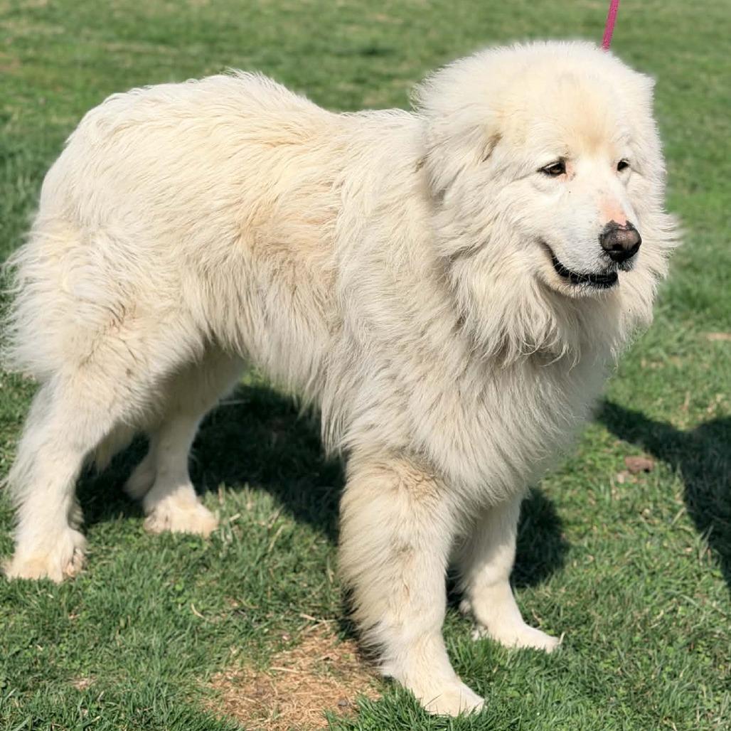 Enlarge Ghost, a Adoptable Great Pyrenees in Cincinnati, OH image 5/6