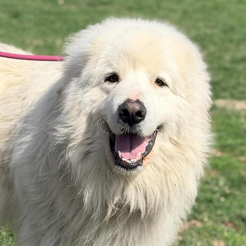 Enlarge Ghost, a Adoptable Great Pyrenees in Cincinnati, OH image 6/6