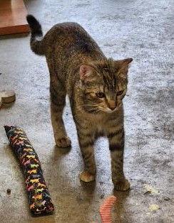 Crookshanks, Adoptable, Young Female Domestic Short Hair.