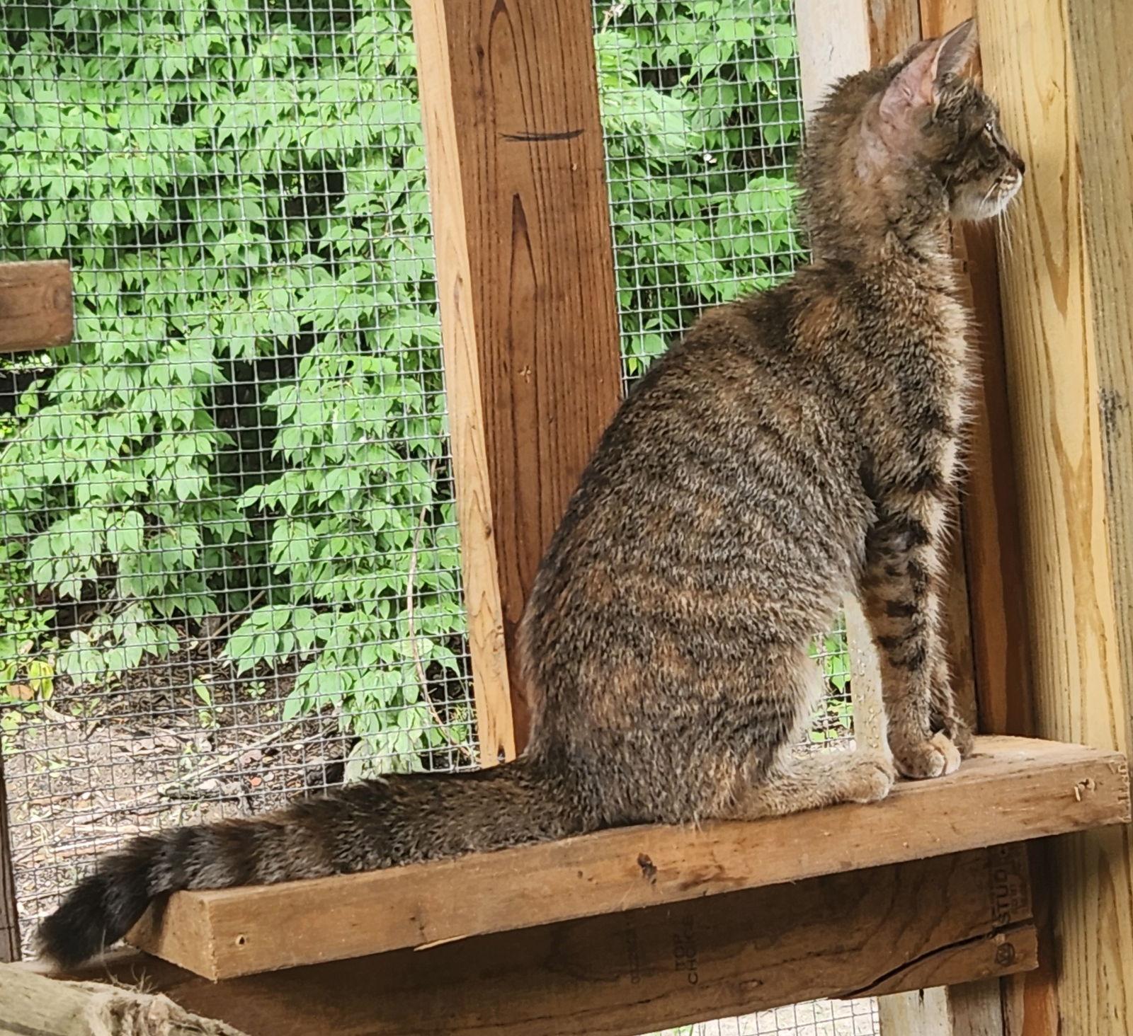 Crookshanks, Adoptable, Young Female Domestic Short Hair.