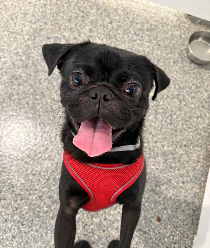 Rufio, a Adoptable Pug in Gardena, CA image 1/6