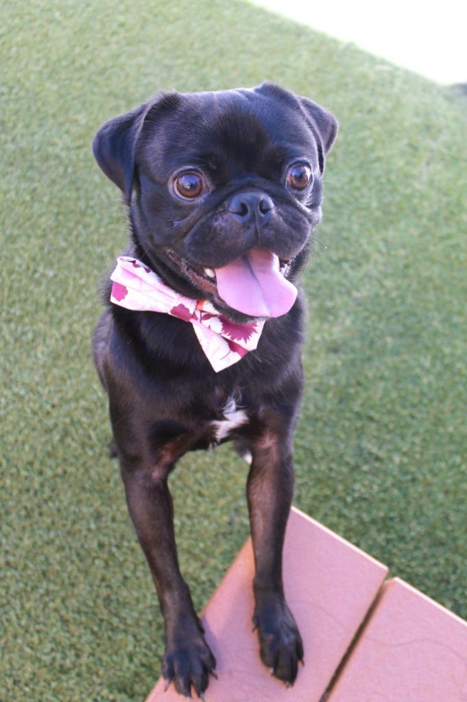 Rufio, a Adoptable Pug in Gardena, CA image 2/6