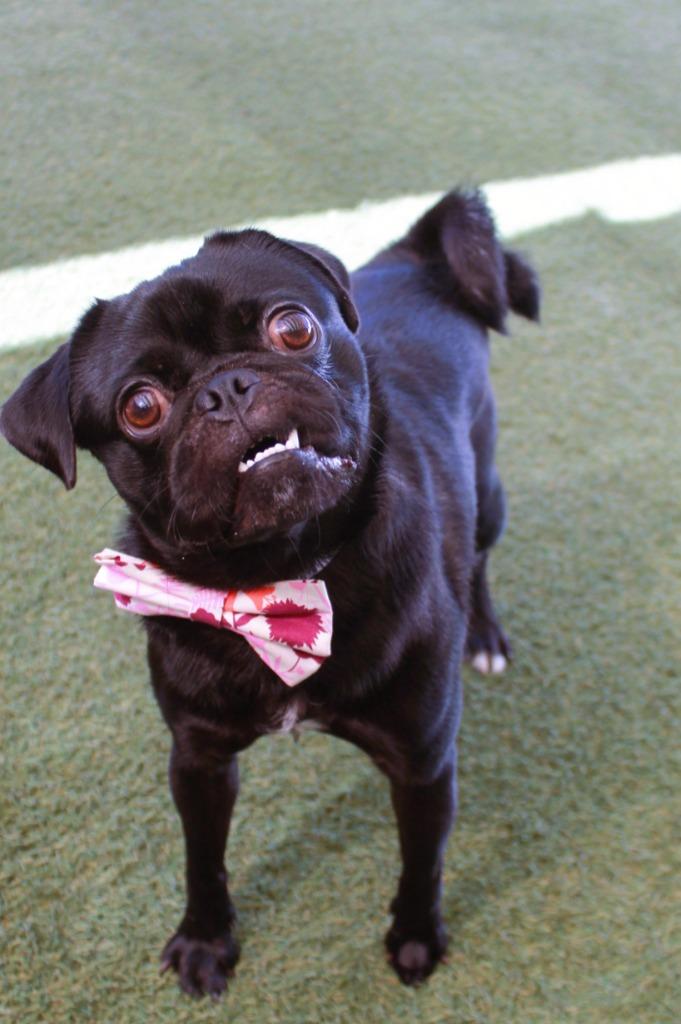 Rufio, a Adoptable Pug in Gardena, CA image 3/6