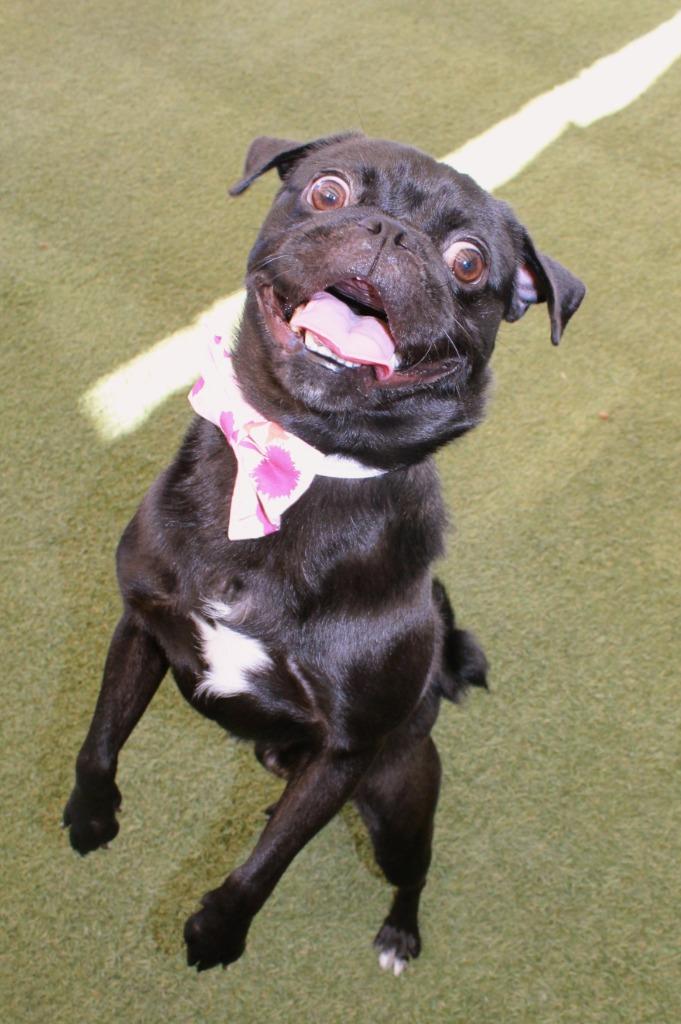 Rufio, a Adoptable Pug in Gardena, CA image 4/6
