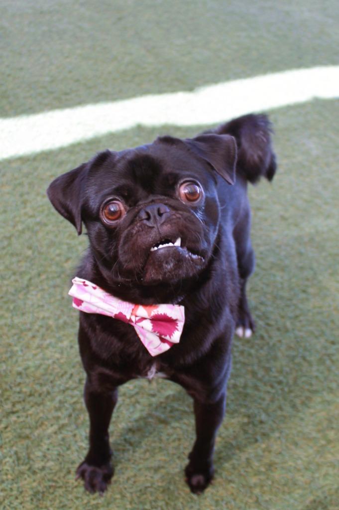 Rufio, a Adoptable Pug in Gardena, CA image 5/6