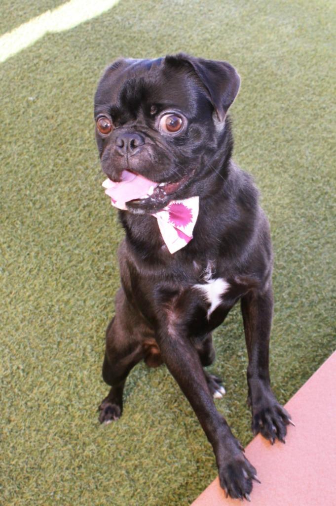Rufio, a Adoptable Pug in Gardena, CA image 6/6