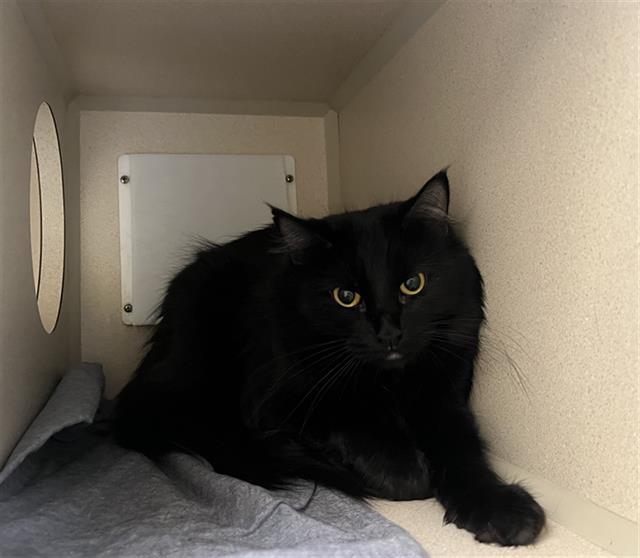 JAZZY, Adoptable, Adult Female Domestic Long Hair.