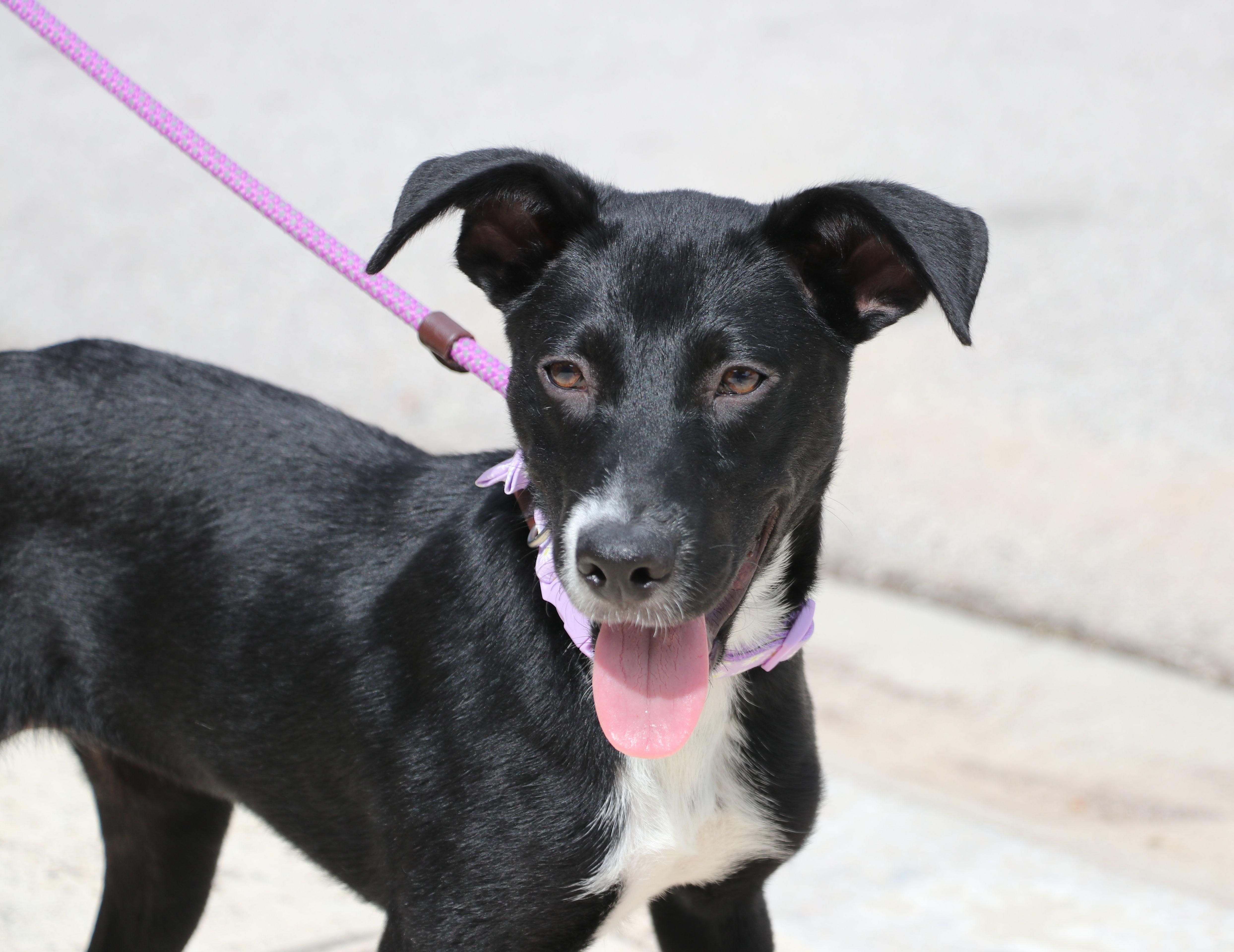 Enlarge Greta, an adopted mixed breed in Pflugerville, TX image 6/6