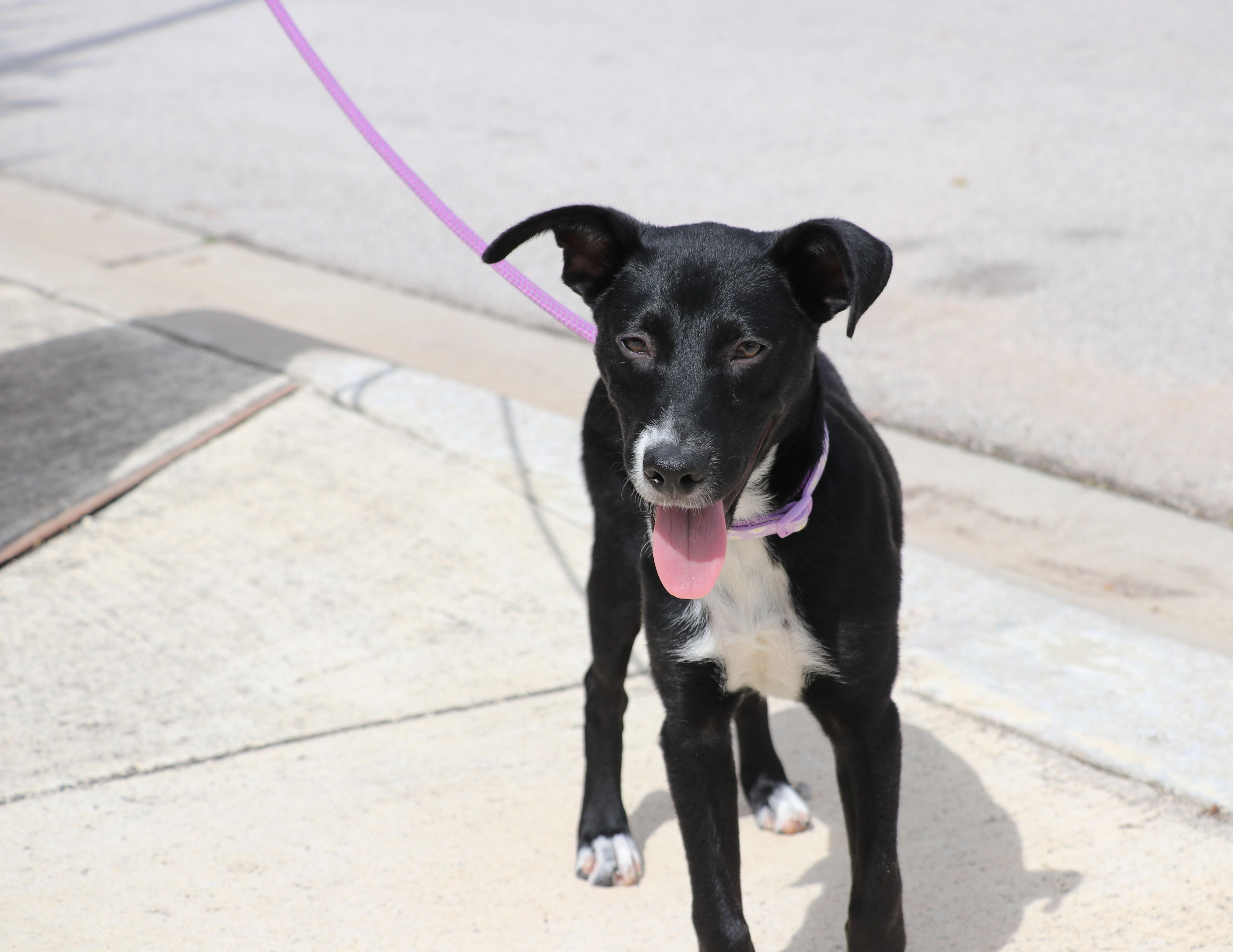 Enlarge Greta, an adopted mixed breed in Pflugerville, TX image 2/6