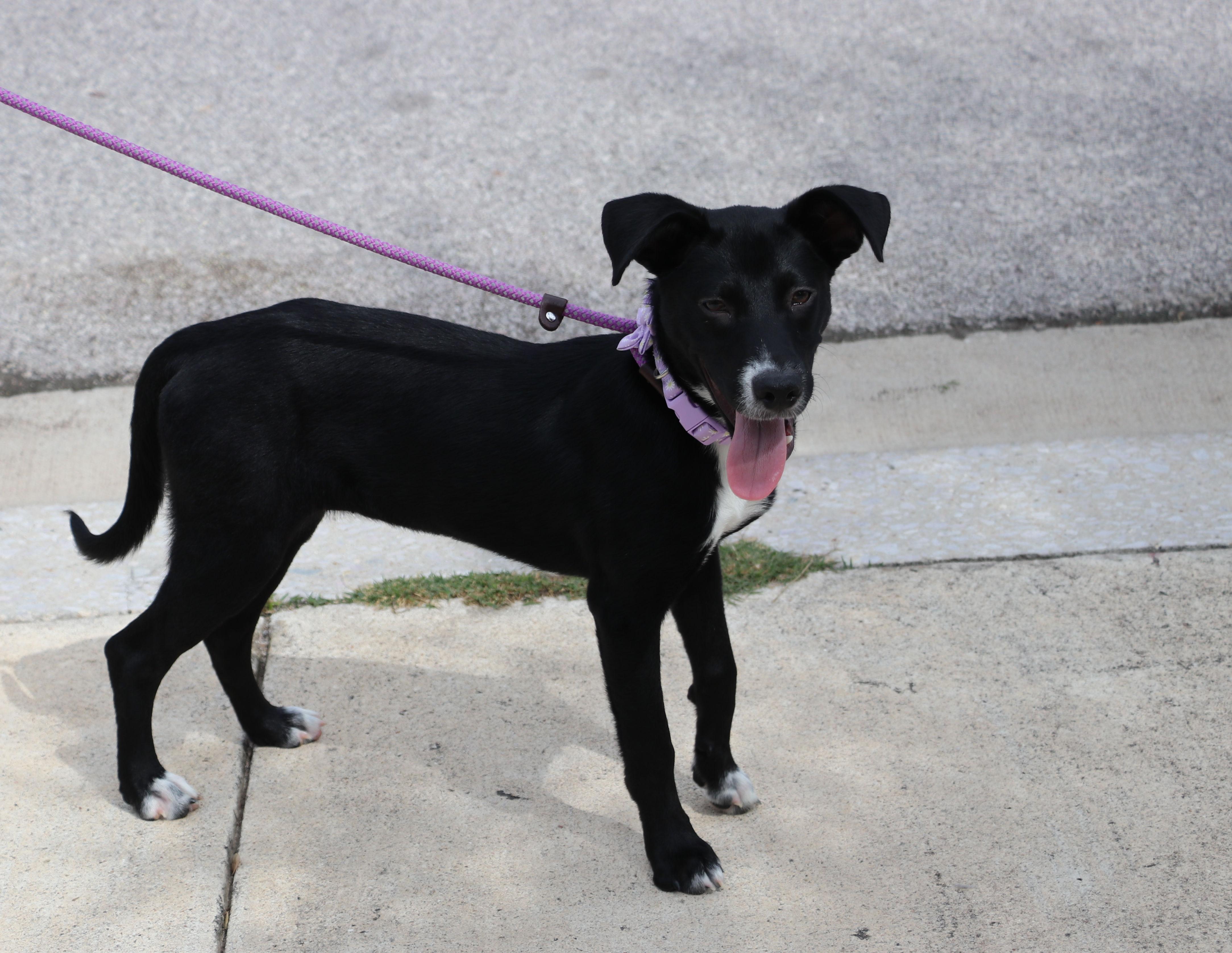 Enlarge Greta, an adopted mixed breed in Pflugerville, TX image 5/6