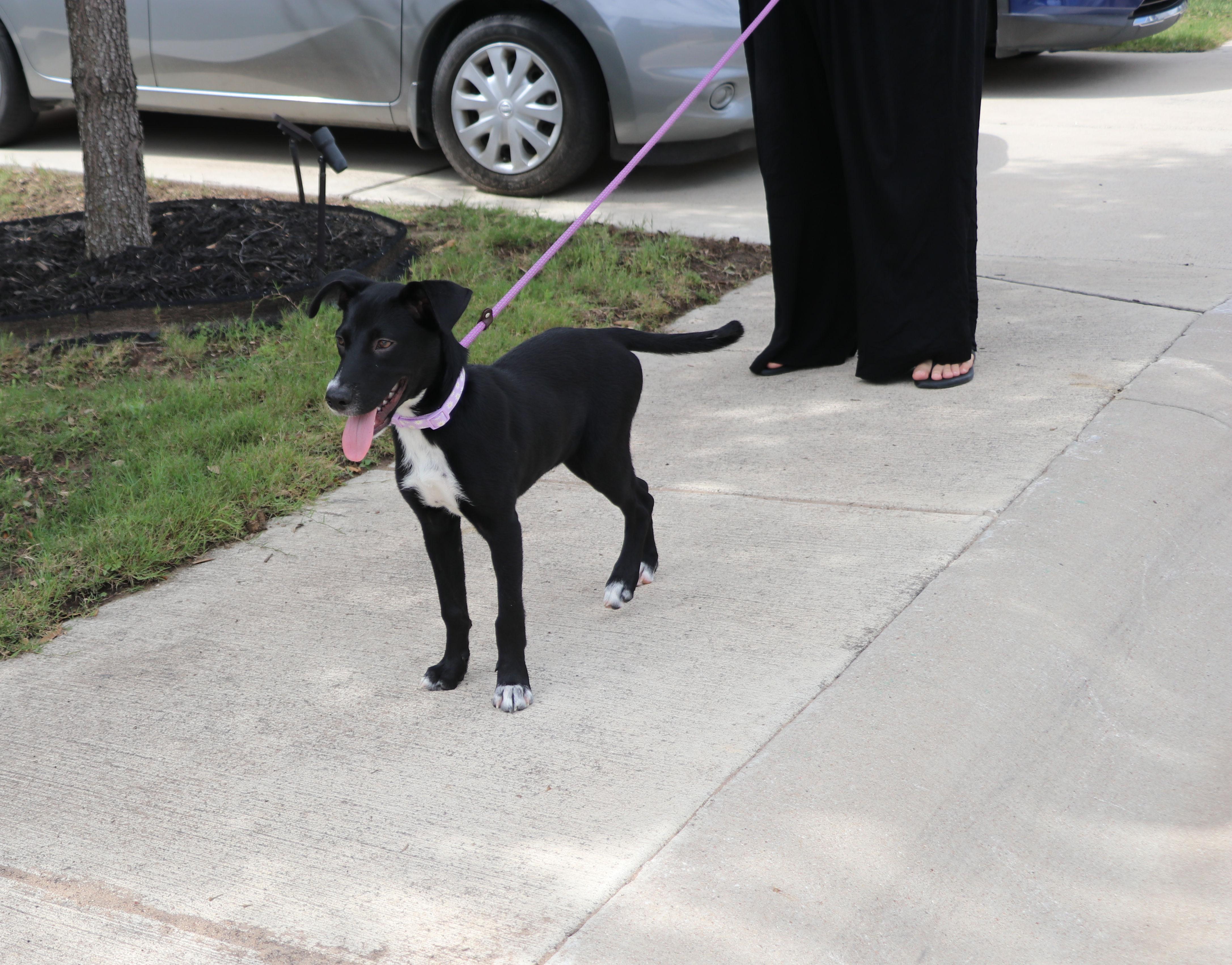 Enlarge Greta, an adopted mixed breed in Pflugerville, TX image 4/6