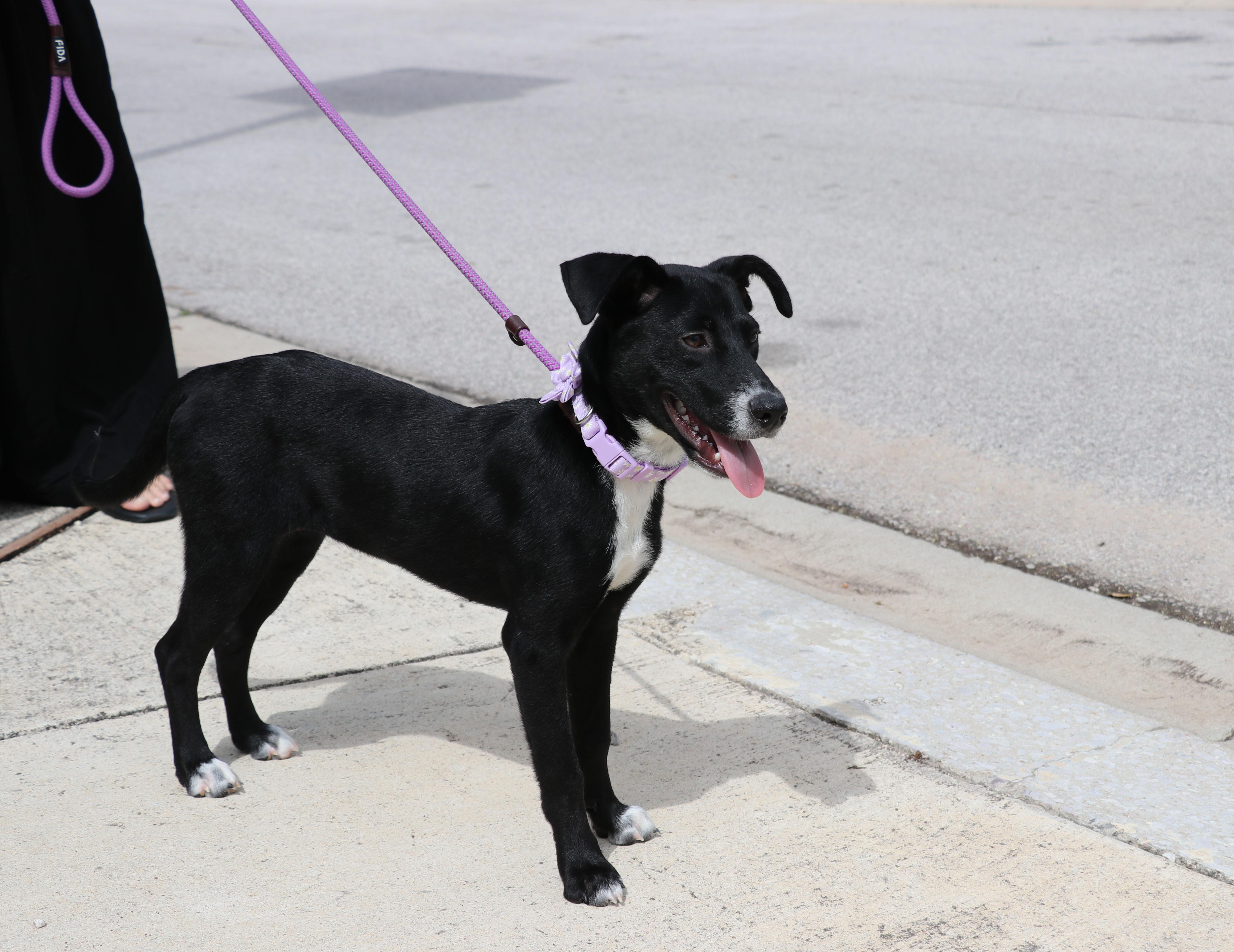Enlarge Greta, an adopted mixed breed in Pflugerville, TX image 3/6