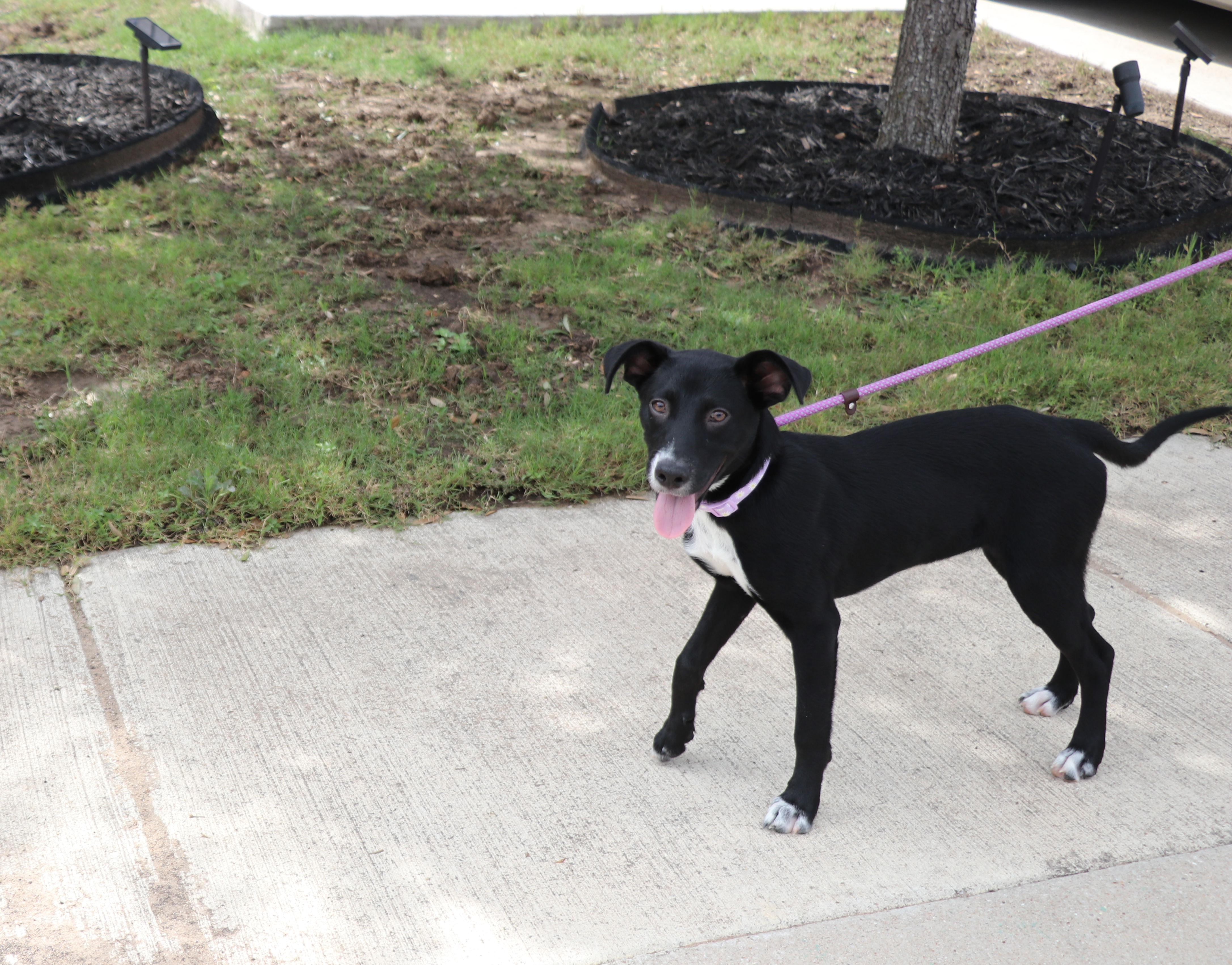 Enlarge Greta, an adopted mixed breed in Pflugerville, TX image 1/6