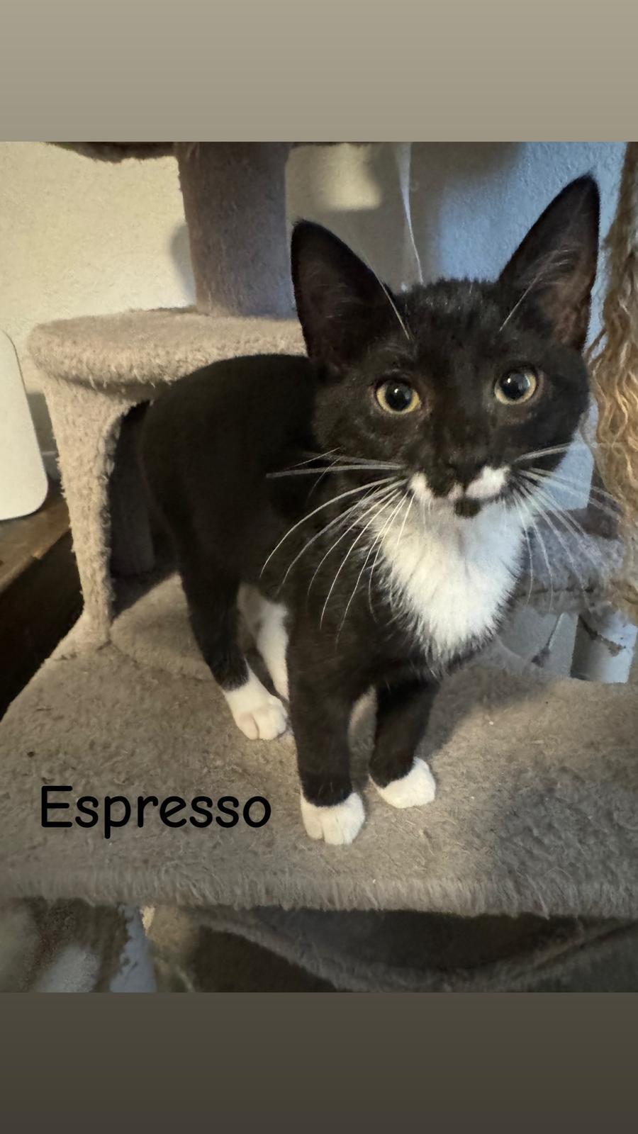 Enlarge Espresso, a Adoptable Domestic Short Hair in St Petersburg, FL image 1/3