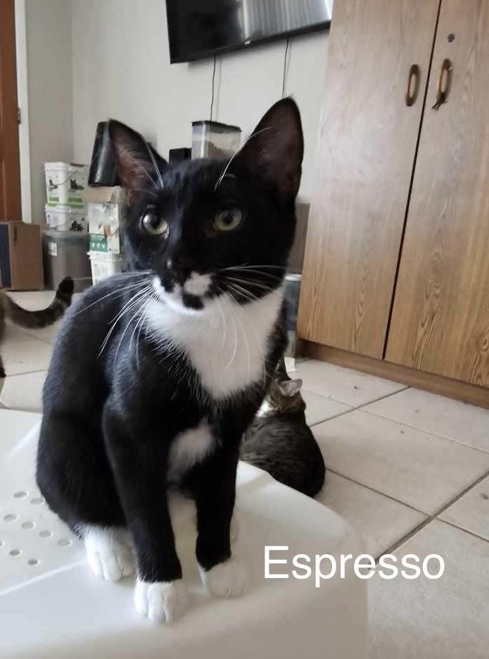 Enlarge Espresso, a Adoptable Domestic Short Hair in St Petersburg, FL image 2/3
