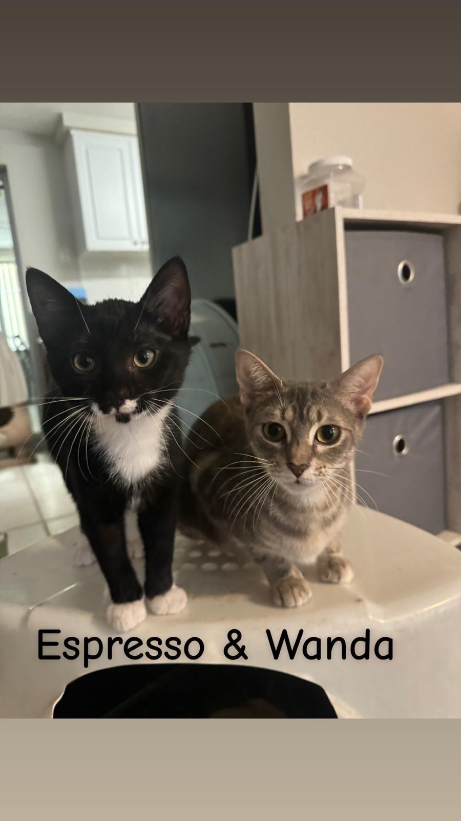 Enlarge Espresso, a Adoptable Domestic Short Hair in St Petersburg, FL image 3/3