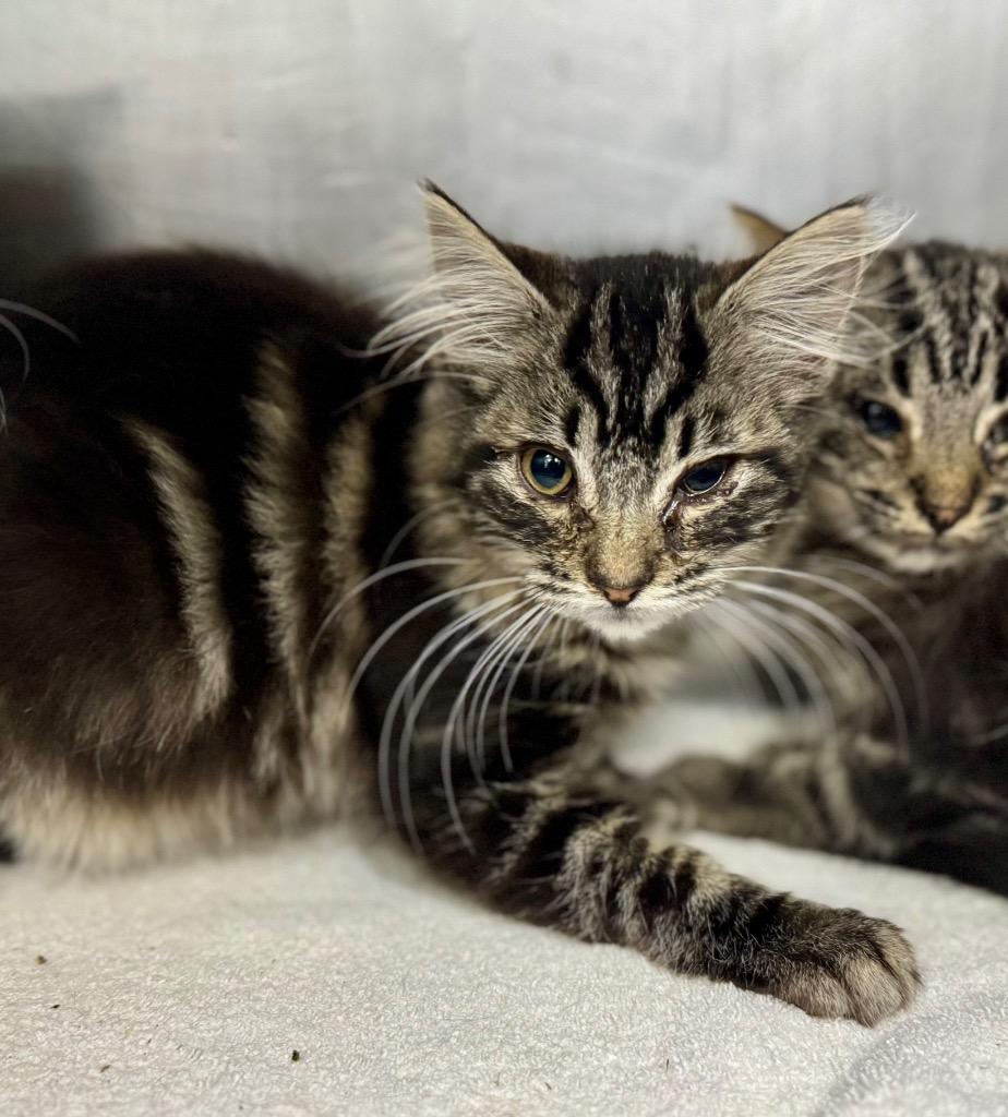 Yasmin, Adoptable, Kitten Female Domestic Short Hair.