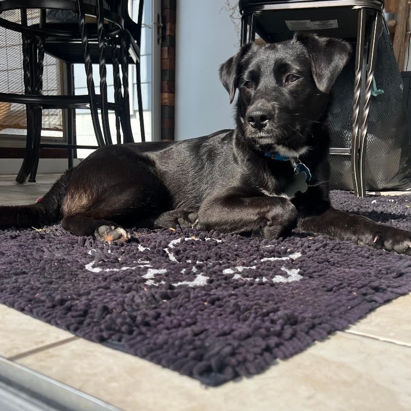 Frisco, a ADOPTABLE Black Labrador Retriever in Eaton Rapids, MI image 6/6