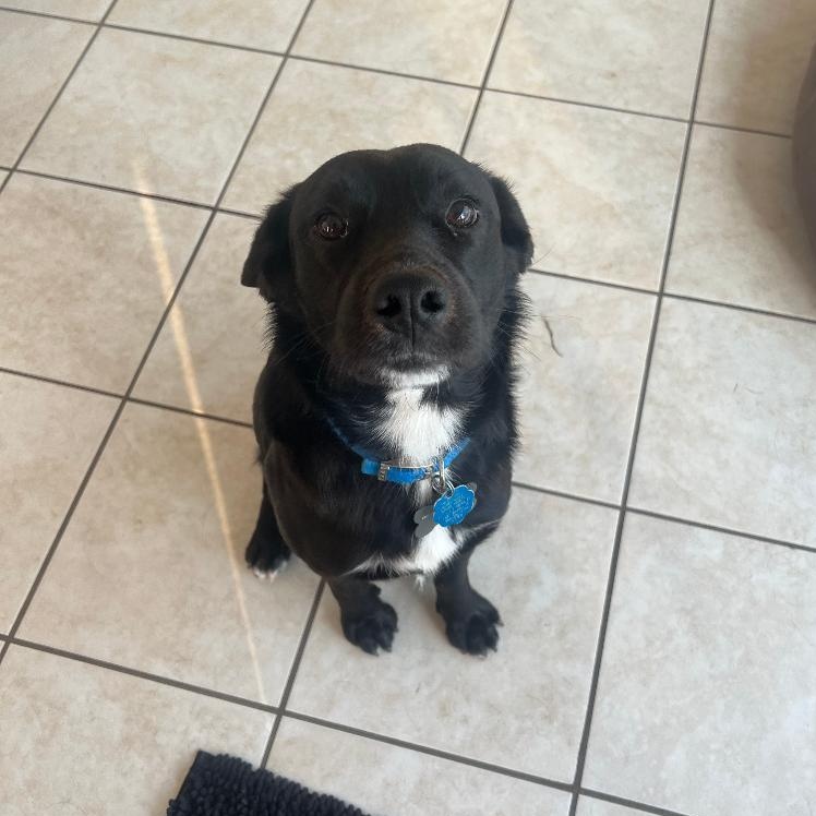 Frisco, ADOPTABLE, Puppy Male Black Labrador Retriever.