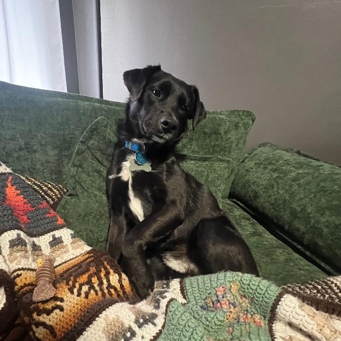 Frisco, a ADOPTABLE Black Labrador Retriever in Eaton Rapids, MI image 5/6