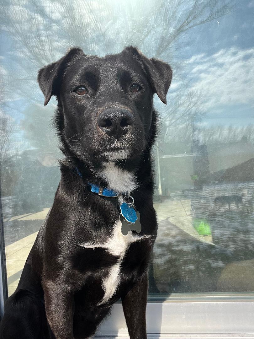 Frisco, a ADOPTABLE Black Labrador Retriever in Eaton Rapids, MI image 3/6