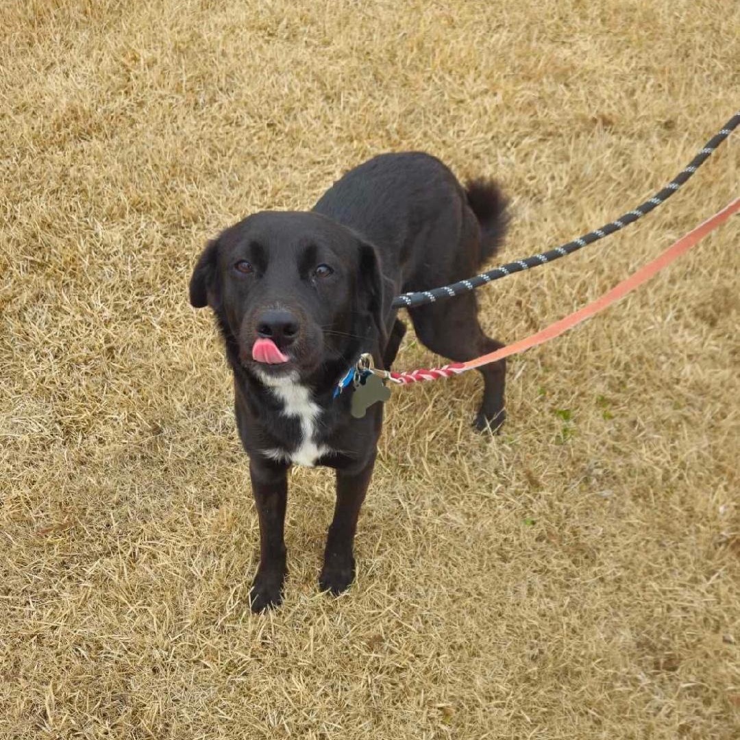 Frisco, a ADOPTABLE Black Labrador Retriever in Eaton Rapids, MI image 4/6