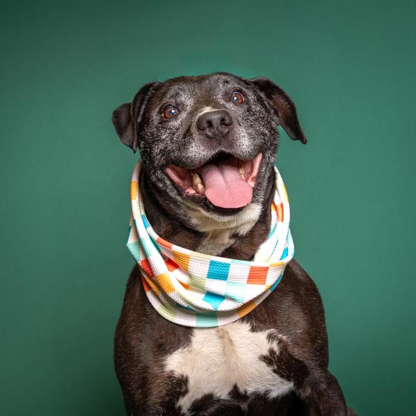 Harvey, Adoptable, Senior Male Labrador Retriever.