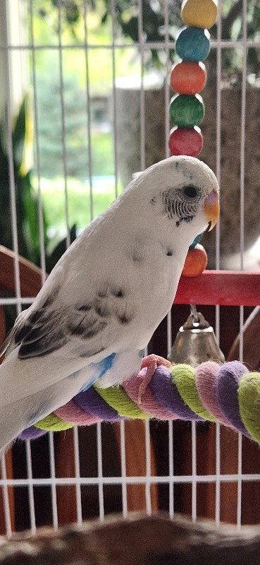 Clementine, Adoptable, Young Female Budgie / Budgerigar.