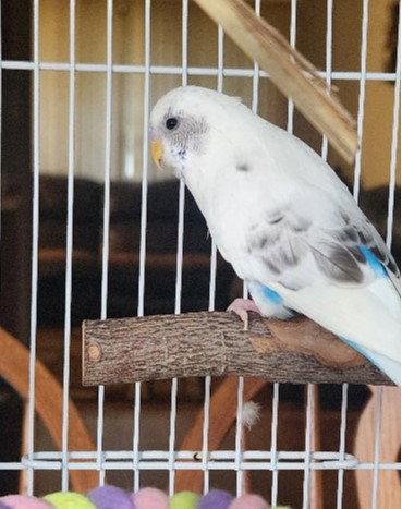 Enlarge Clementine, a Adoptable Budgie / Budgerigar in Mankato, MN image 2/3