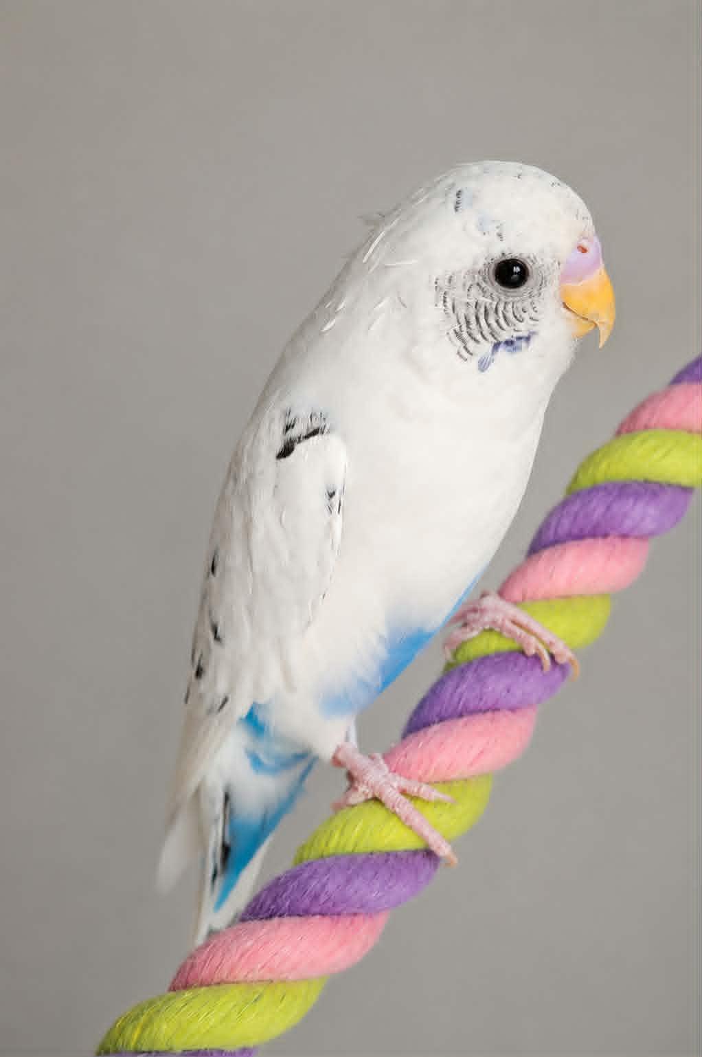 Enlarge Clementine, a Adoptable Budgie / Budgerigar in Mankato, MN image 3/3
