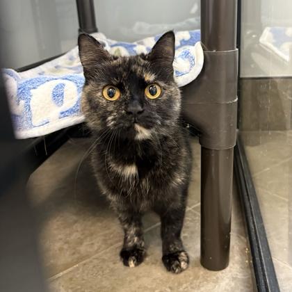 Lorraine, ADOPTABLE, Adult Female Domestic Short Hair.