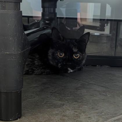 Enlarge Lorraine, a ADOPTABLE Domestic Short Hair in Dubuque, IA image 2/2