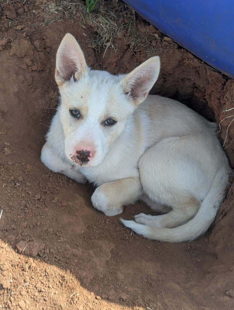 Enlarge Tiny Tot, a Adoptable mixed breed in Deerfield, WI image 1/4