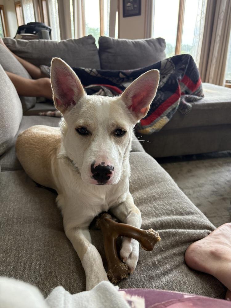 Tiny Tot, a Adoptable mixed breed in Deerfield, WI image 2/5