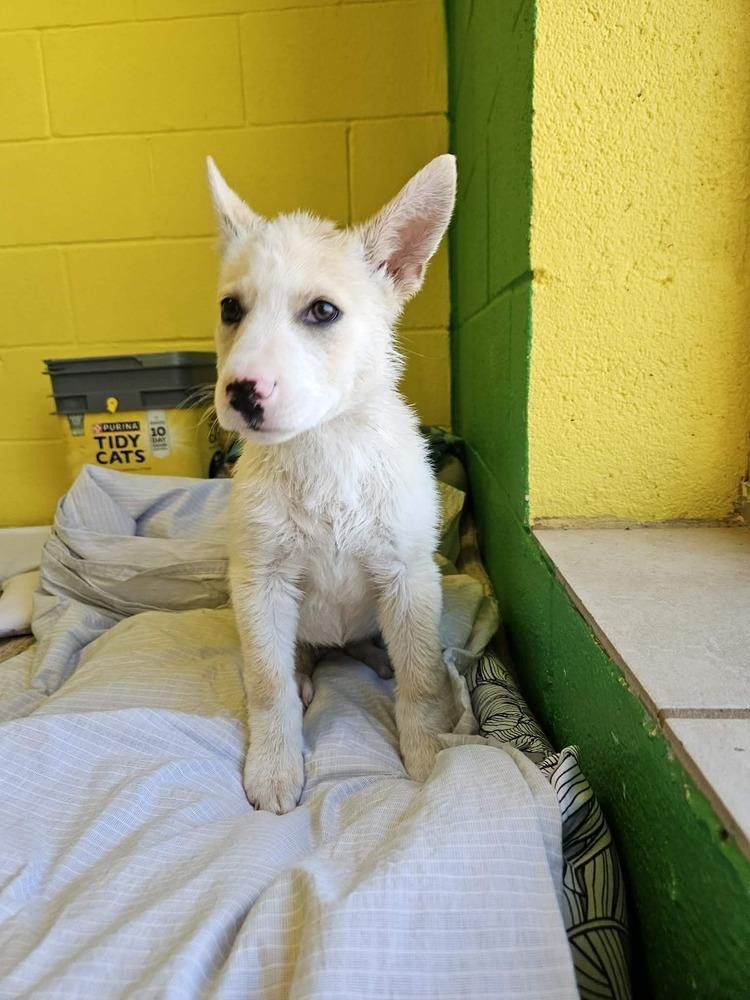 Enlarge Tiny Tot, a Adoptable mixed breed in Deerfield, WI image 2/4