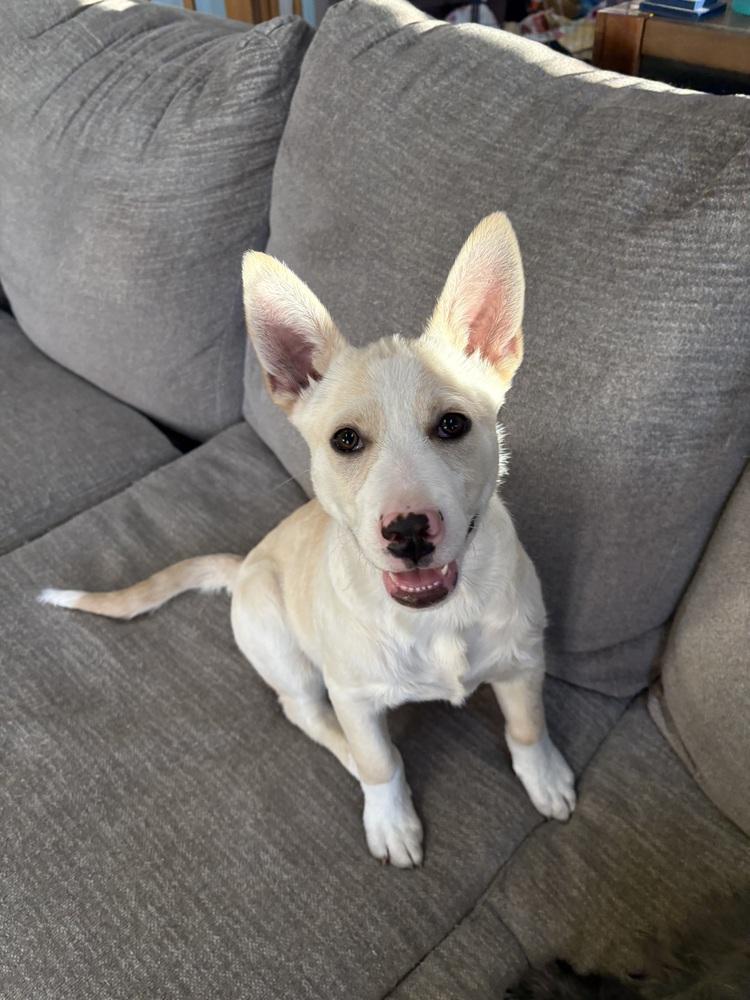 Enlarge Tiny Tot, a Adoptable mixed breed in Deerfield, WI image 3/4