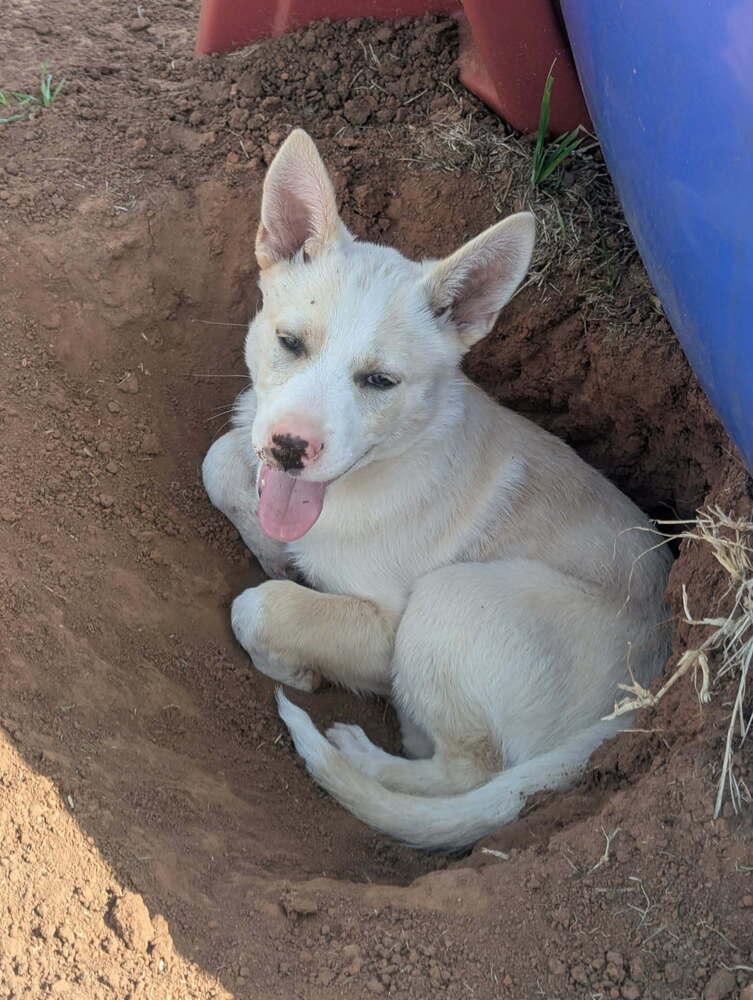 Enlarge Tiny Tot, a Adoptable mixed breed in Deerfield, WI image 4/4