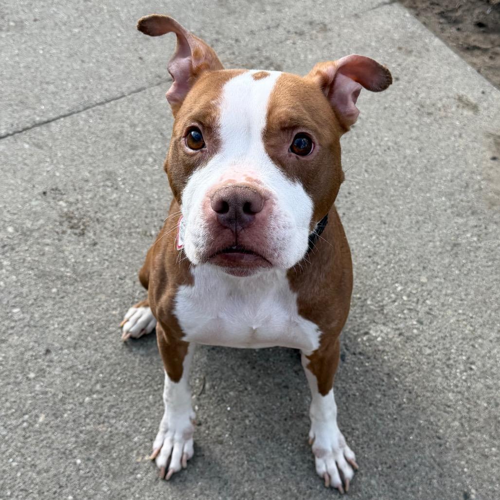 Luna-$99 — thumbnail 3