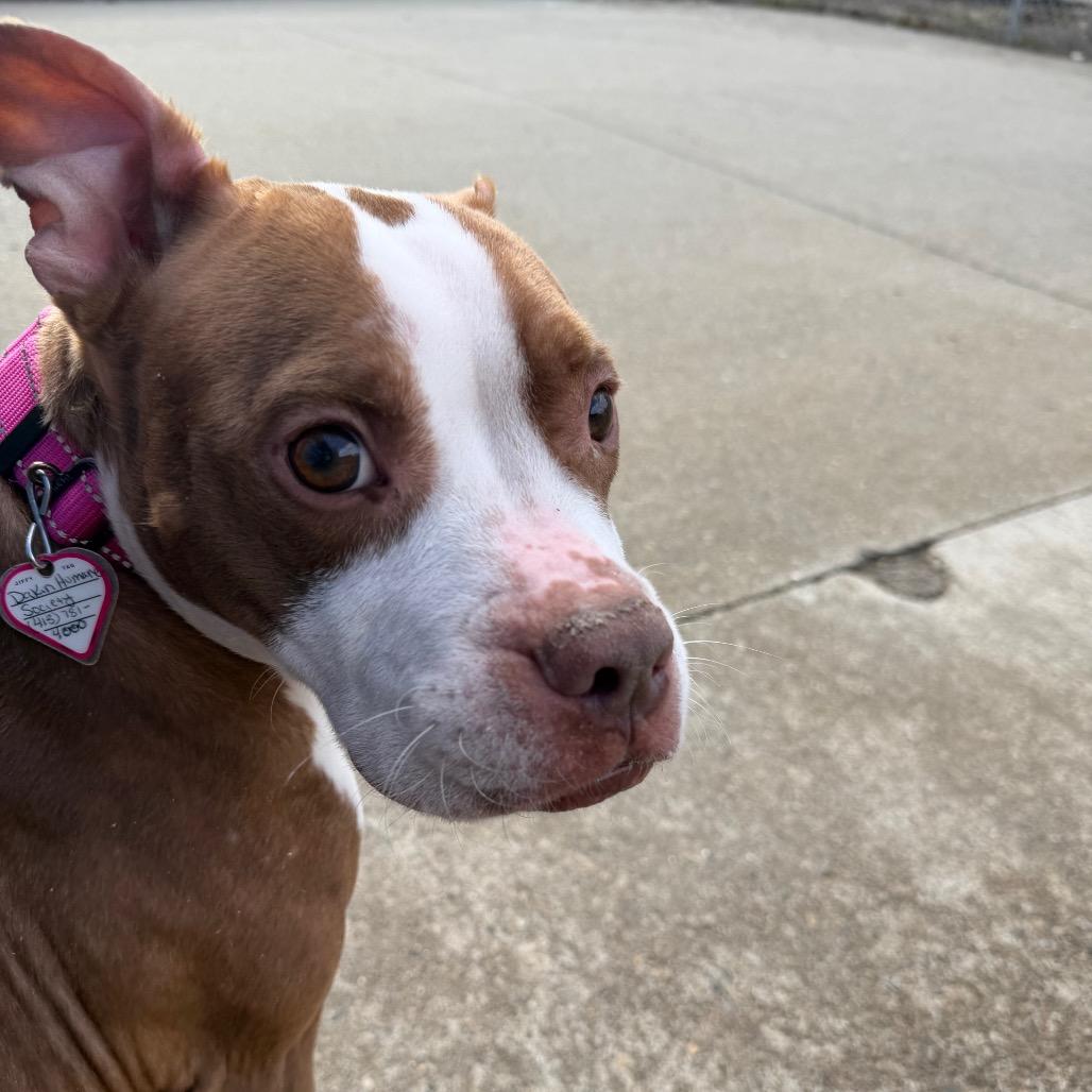 Luna-$99 — thumbnail 4