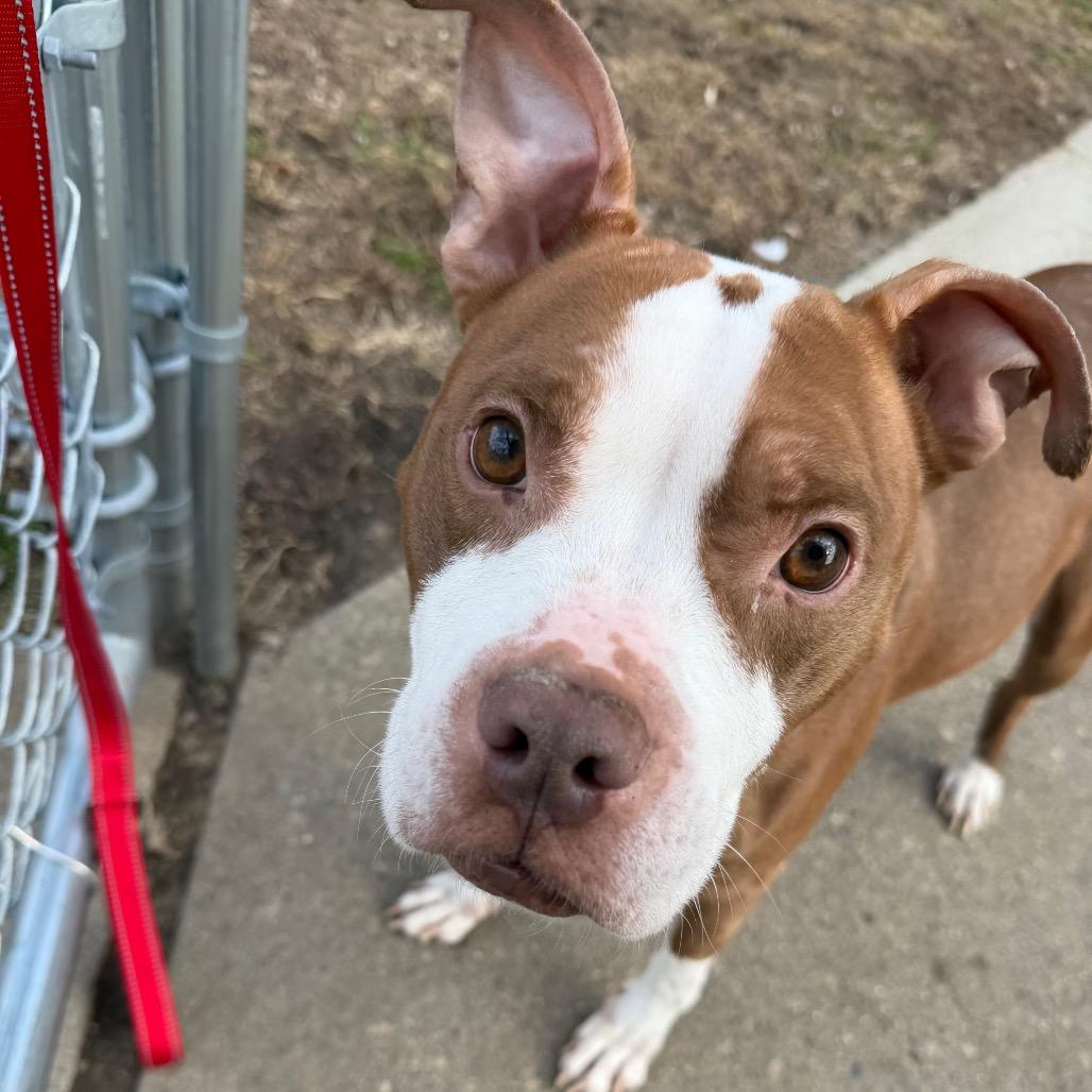 Luna-$99 — thumbnail 6