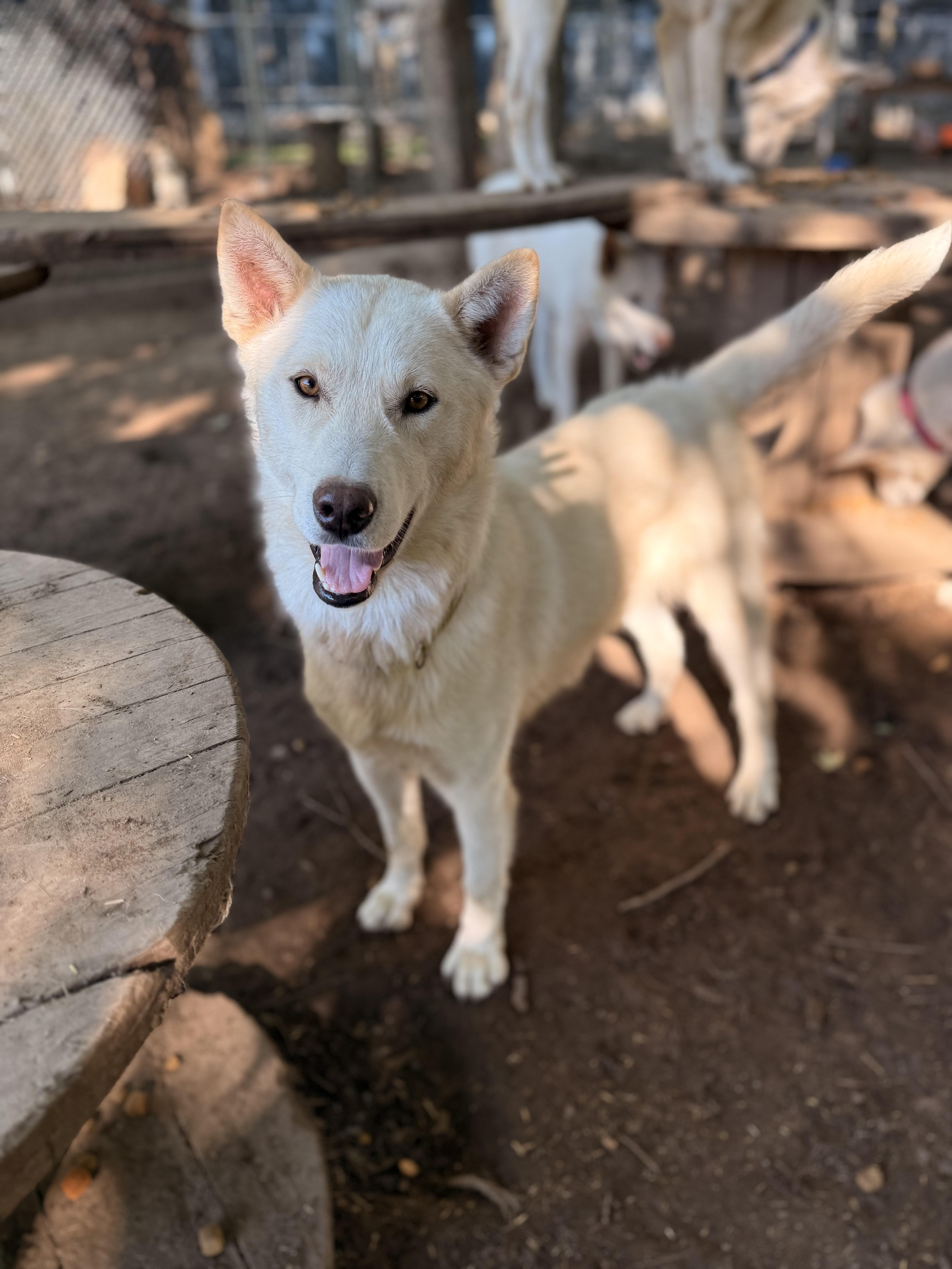 Casper, a Adoptable mixed breed in Addison, ON image 2/6
