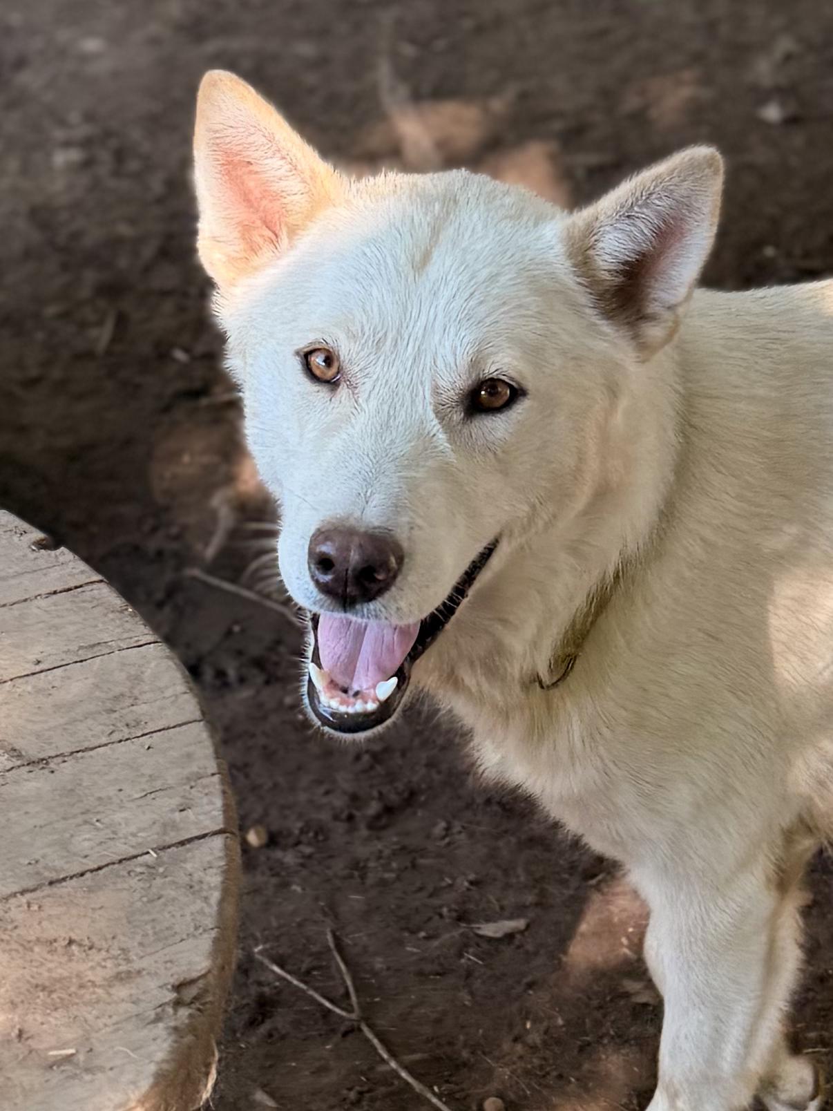 Casper, an adoptable White German Shepherd, Husky in Addison, ON, K0E 1A0 | Photo Image 5