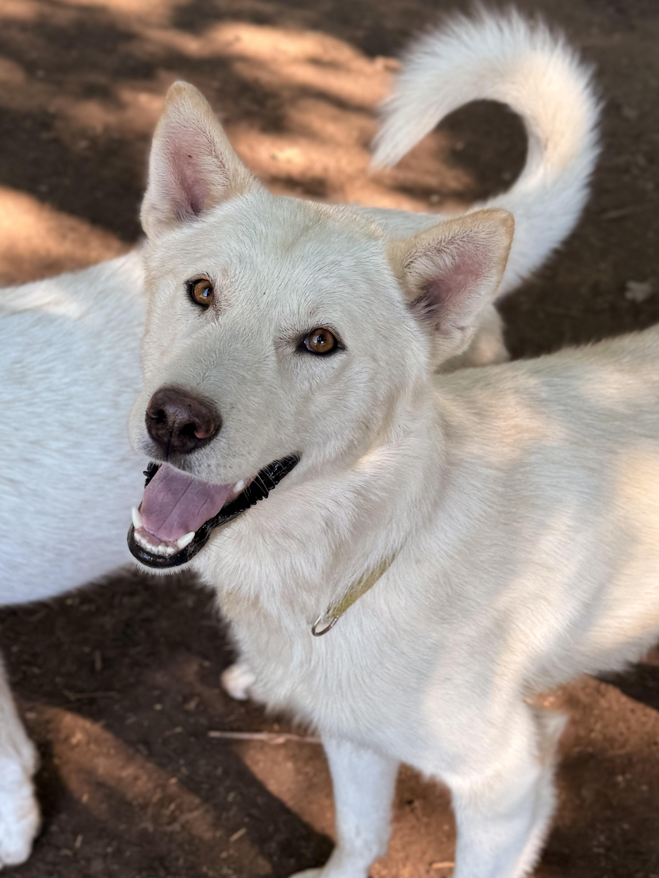 Casper, Adoptable, Young Male White German Shepherd & Husky.