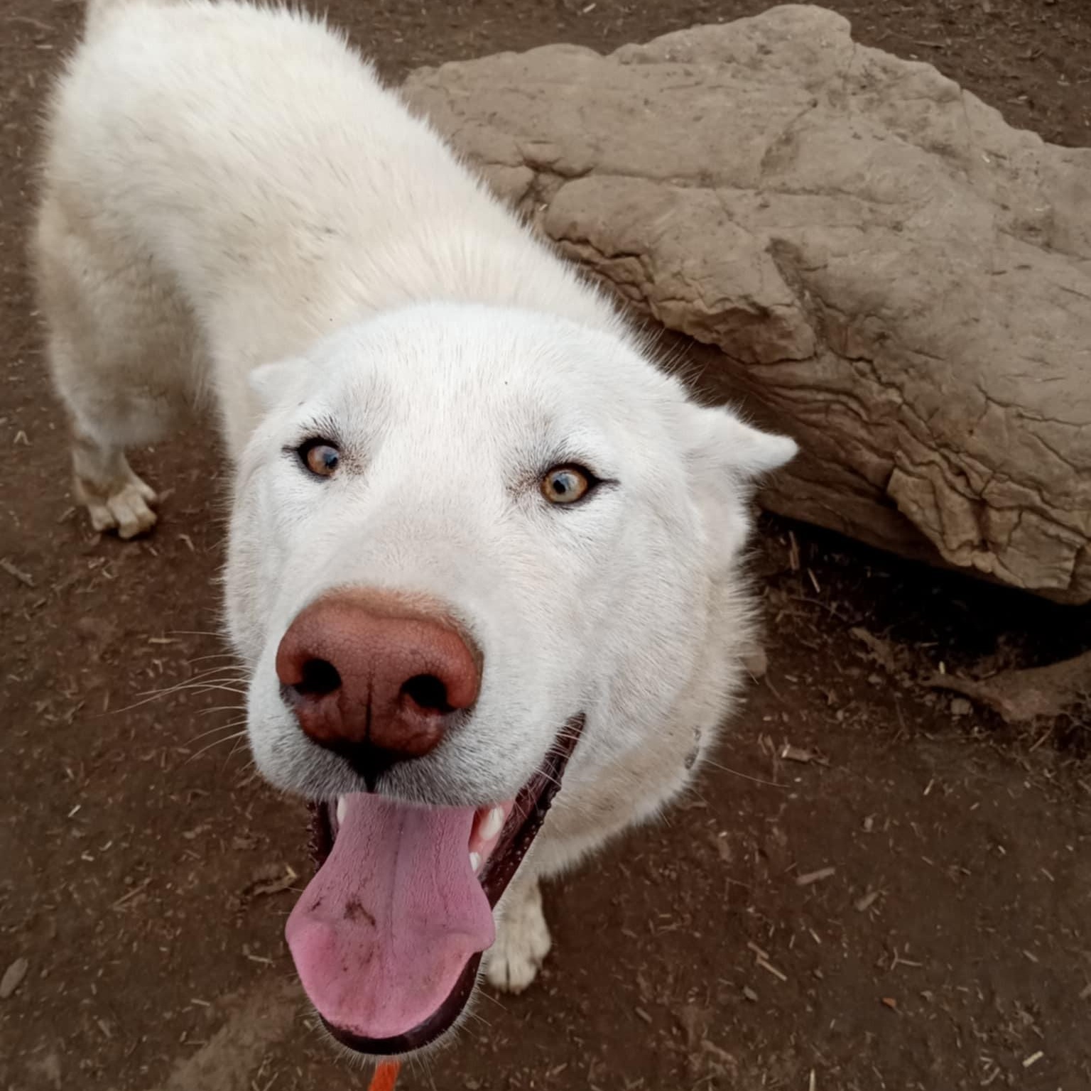 Casper, an adoptable White German Shepherd, Husky in Addison, ON, K0E 1A0 | Photo Image 3